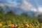 Cloudberry grows in the forest. North Karelia.