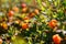 Cloudberry grows in the forest. North Karelia.