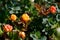 Cloudberry grows in the forest. North Karelia.