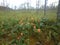 Cloudberry is a Northern berry from the swamps.