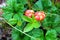 Cloudberry Rubus chamaemorus in arctic, Norway