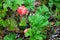 Cloudberry Rubus chamaemorus in arctic tundra, Norway