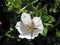 Cloudberry Rubus chamaemorus white flower in Norway Lofoten