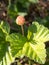 Cloudberry in the swamp in summer