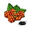 Cloudberry vector drawing. Organic berry food sketch. Botanical illustration of superfood.