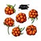 Cloudberry vector drawing. Organic berry food sketch. Botanical illustration of superfood.