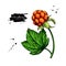 Cloudberry vector drawing. Organic berry food sketch. Illustration of superfood. Botanical branch.