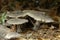 Clouded Agaric - Clitocybe nebularis