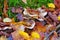 Clouded agaric or Clitocybe nebularis in forest