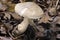 Clouded Agaric Fungus