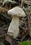 Clouded Agaric Fungus