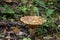 Clouded agaric mushroom Clitocybe nebularis . One of a troop of mushrooms in the family