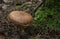 Clouded agaric mushroom Clitocybe nebularis . One of a troop of mushrooms in the family