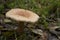 Clouded agaric mushroom Clitocybe nebularis . One of a troop of mushrooms in the family