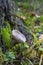 Clouded agaric mushroom Clitocybe nebularis . One of a troop of mushrooms in the family