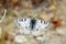 The clouded Apollo butterfly , Parnassius mnemosyne