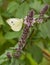 A Clouded Apollo feeding on nectar