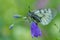 The Clouded Apollo (Parnassius mnemosyne) on flower