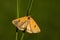 Clouded Buff moth - Diacrisia sannio