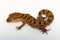 The clouded ground gecko, Cyrtodactylus nebulosus from Chhattisgarh