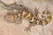 Clouded ground gecko, Geckoella nebulosa, Gekkonidae, Madhya Pradesh