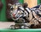 Clouded leopard