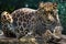 Clouded leopard