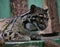Clouded Leopard Lying Down in Prague Zoo