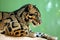 Clouded leopard (Neofelis nebulosa)