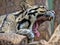 Clouded Leopard, Neofelis nebulosa, stays mainly on trees, where it hunts birds and smaller mammals