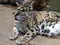 Clouded Leopard, Neofelis nebulosa, stays mainly on trees, where it hunts birds and smaller mammals