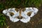 Clouded magpie moth (Abraxas sylvata)