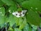 Clouded magpie moth Abraxas sylvata. Distinctive insect in family Geometridae, geometer moths, associated with elm