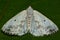 Clouded silver moth (Lomographa temerata) from above