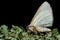 Clouded silver moth (Lomographa temerata) in profile