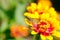 Clouded Skipper - Lerema accius on bright zinnia plant resting in sun