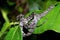 Clouded snake Sibon nebulatus, Tortuguero, Costa Rica wildlife