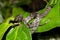 Clouded snake (Sibon nebulatus), Tortuguero, Costa Rica wildlife