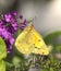 Clouded Sulfur Butterfly