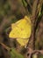 Clouded Sulphur Butterflies Mating