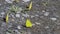 clouded sulphur butterflies playing on ground