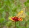 Clouded Sulphur Butterfly on Blanket Flower