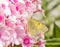 Clouded Sulphur butterfly feeding on pink Phlox flowers