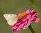 Clouded Sulphur butterfly feeding on a pink Zinnia