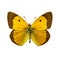 Clouded Yellow