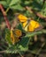 Clouded Yellow butterflies mating process