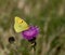 Clouded Yellow butterfly