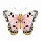 Clouded Yellow Butterfly: Pink, Yellow, And Black Wings On White Background