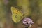 The Clouded Yellow, European butterfly