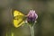 Clouded Yellow Sulphur on Purple Clover